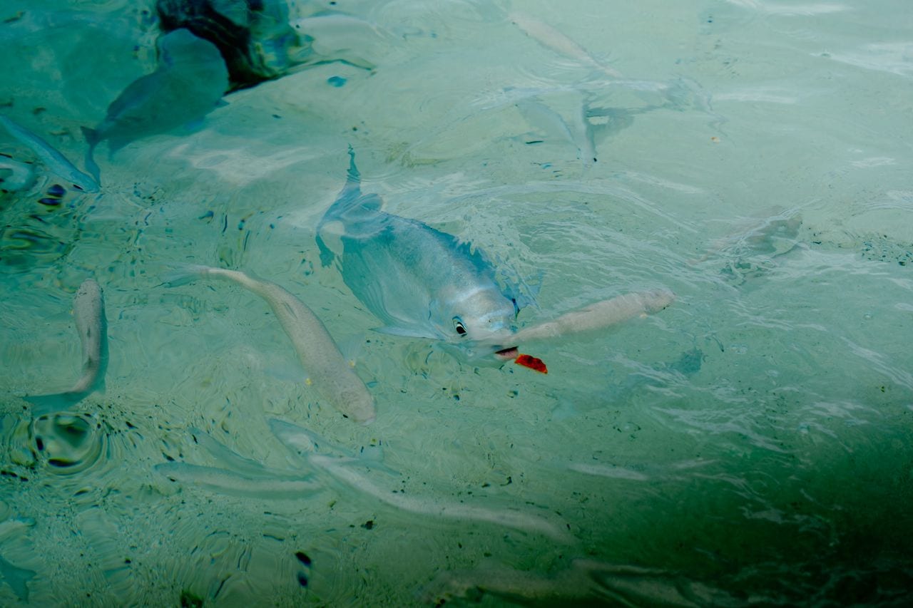 Fish swimming underwater, measured non-invasively by camera