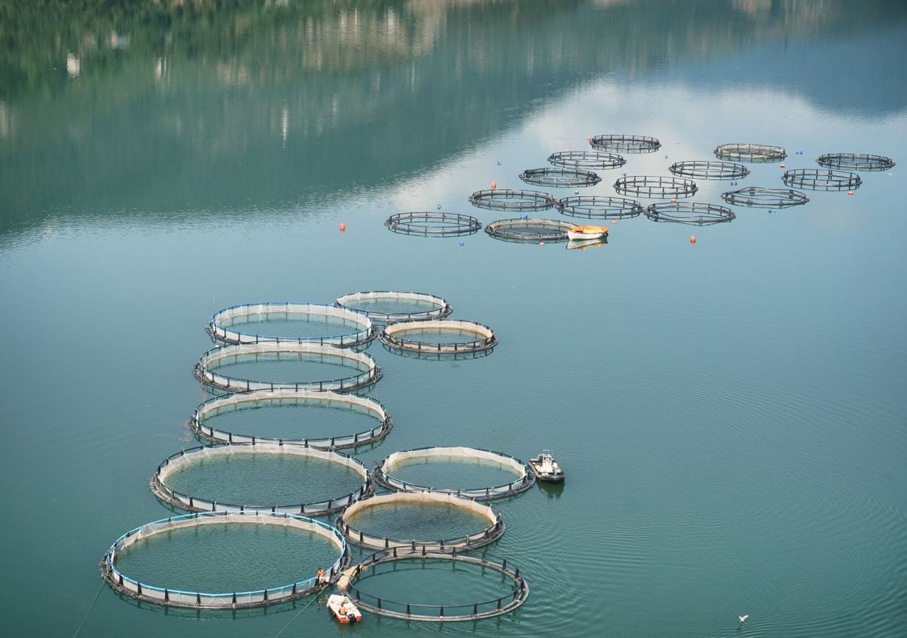 Rows of circular net pens on open water at a fish farm