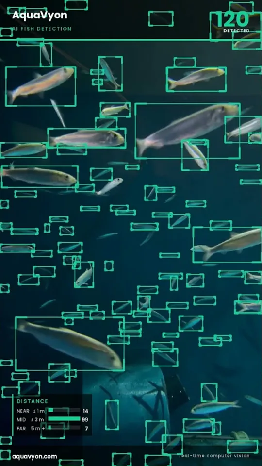Live fish counting in a dense school