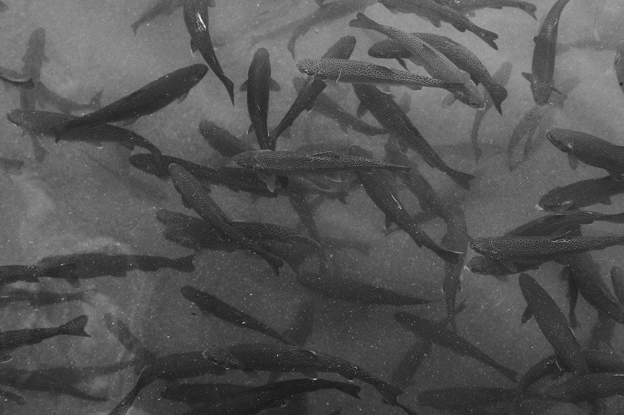 A dense school of fish viewed underwater