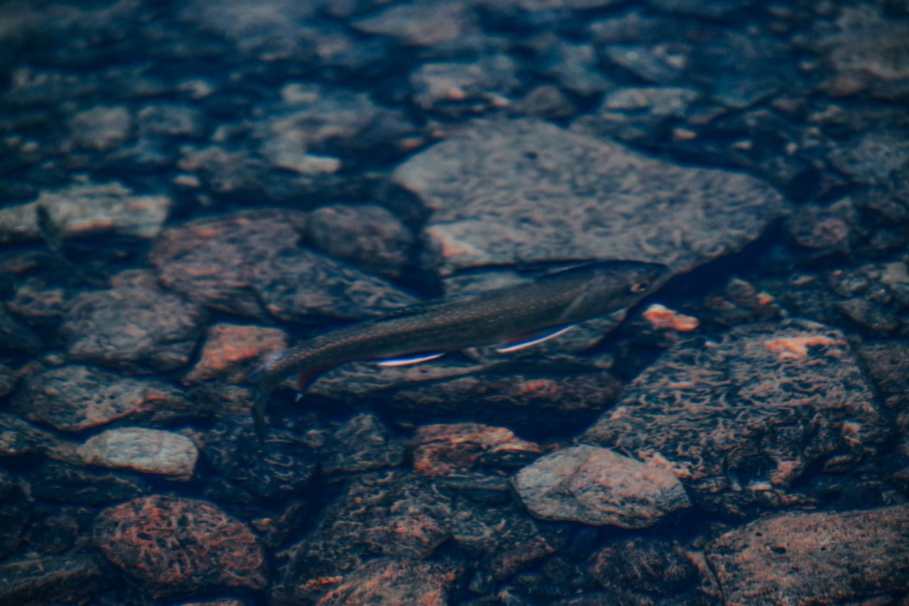A close view of a farmed fish underwater
