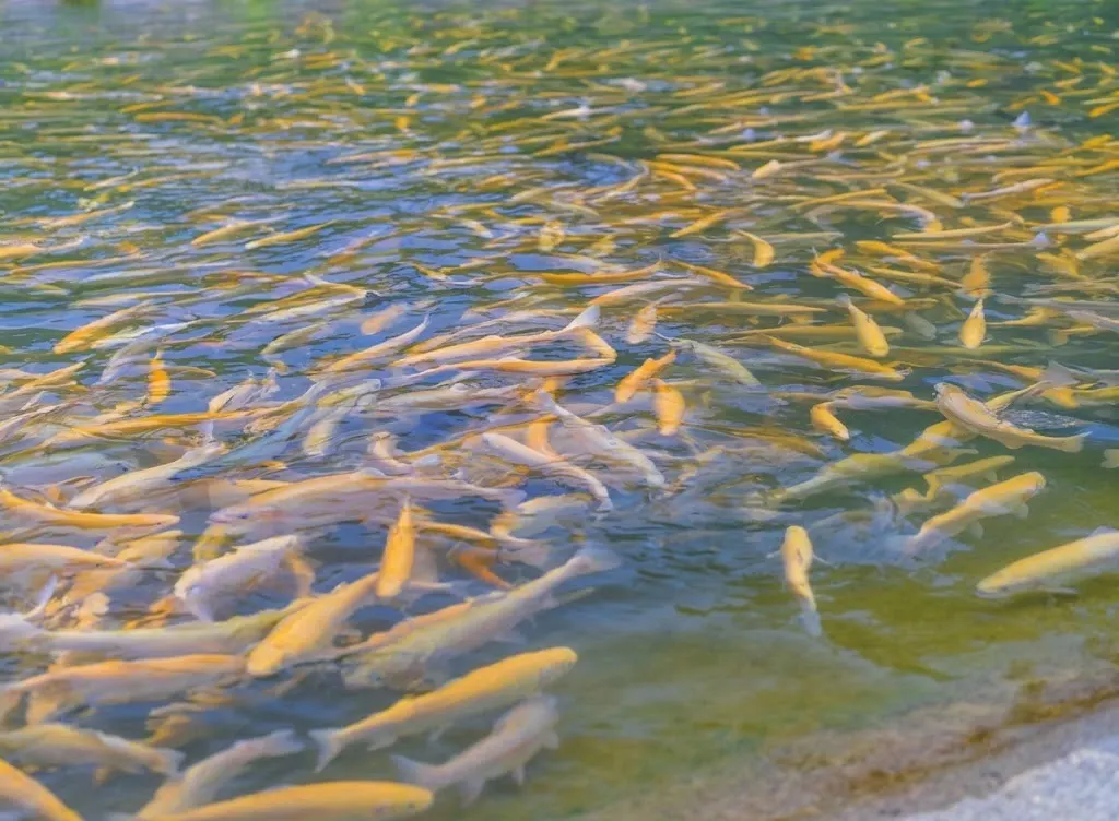 Fish feeding at the water surface on a farm