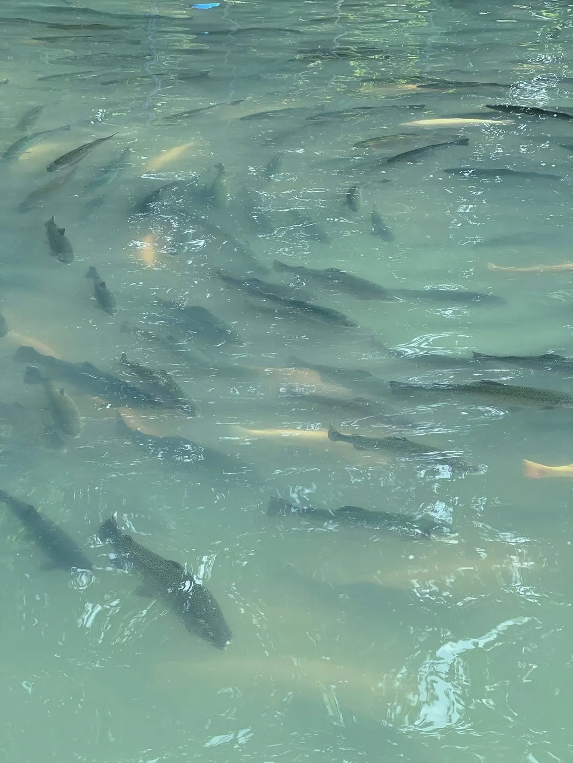 Farmed fish monitored for health and behaviour in a grow-out tank