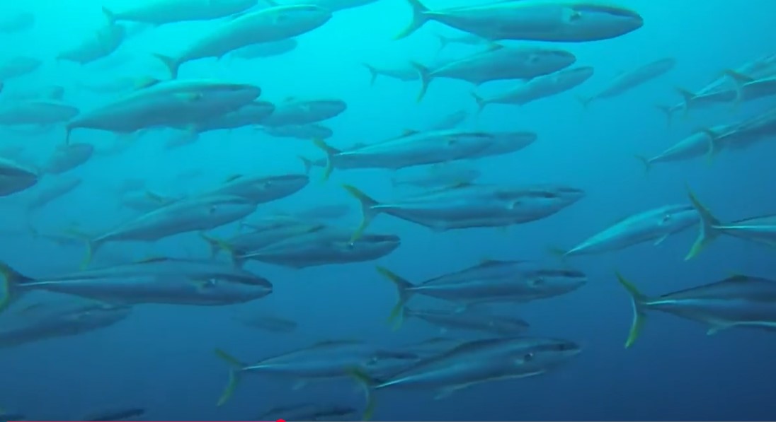 Kingfish — closeup