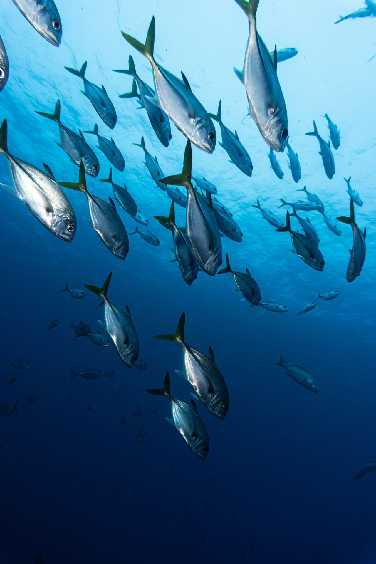 Kingfish schooling near the surface in clear water