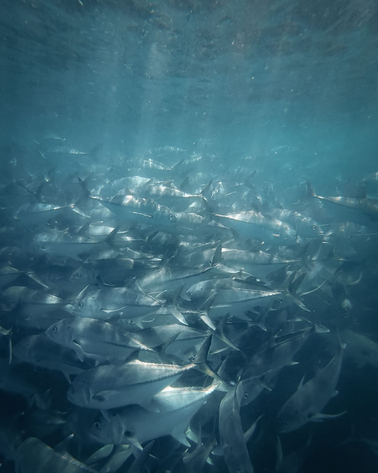 A dense school of kingfish underwater