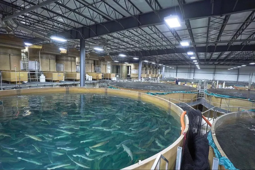 Land-based recirculating aquaculture facility with circular grow-out tanks