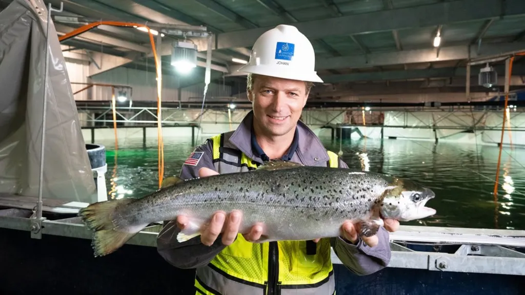 A farm worker holding an adult salmon at a land-based facility