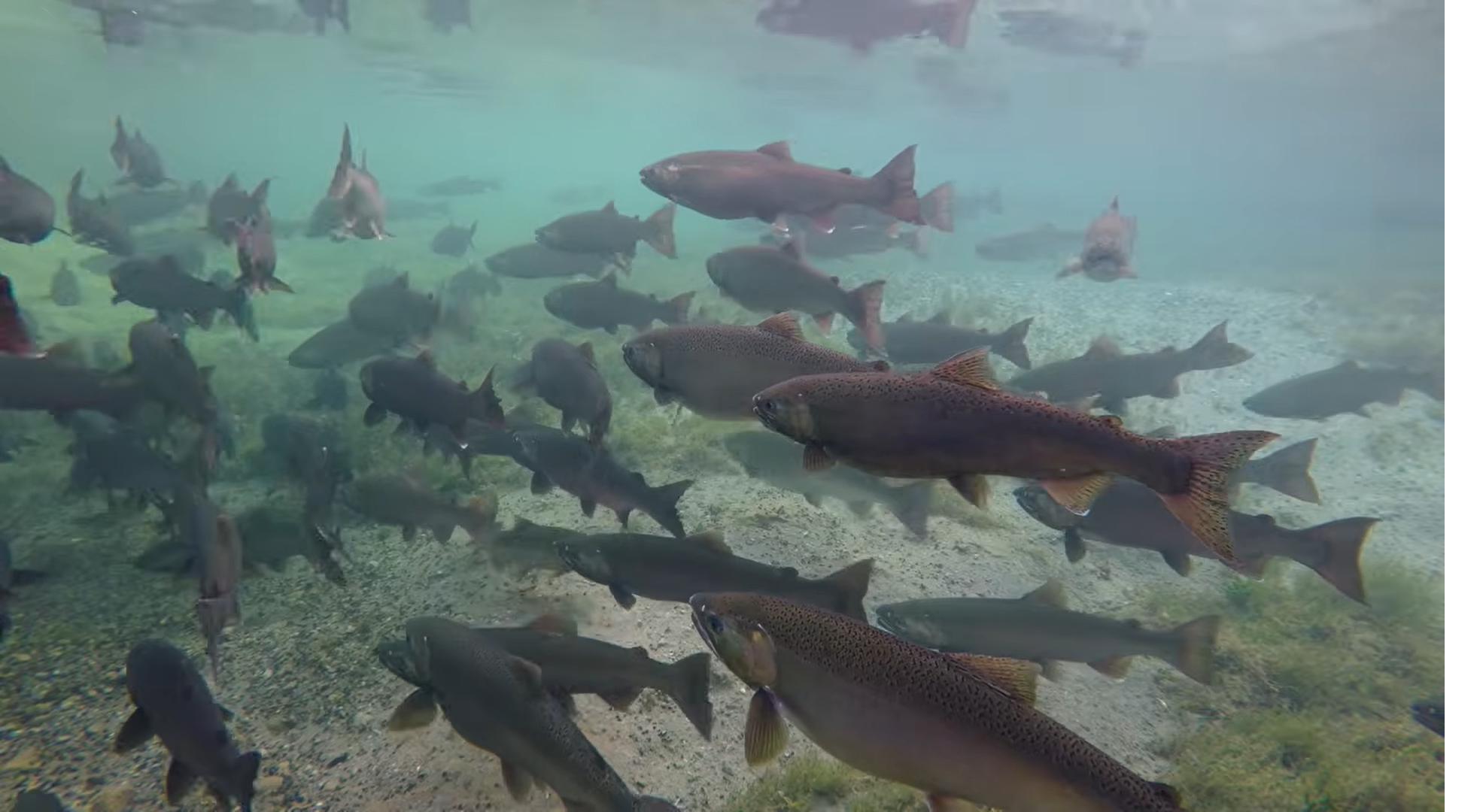 Salmon — closeup