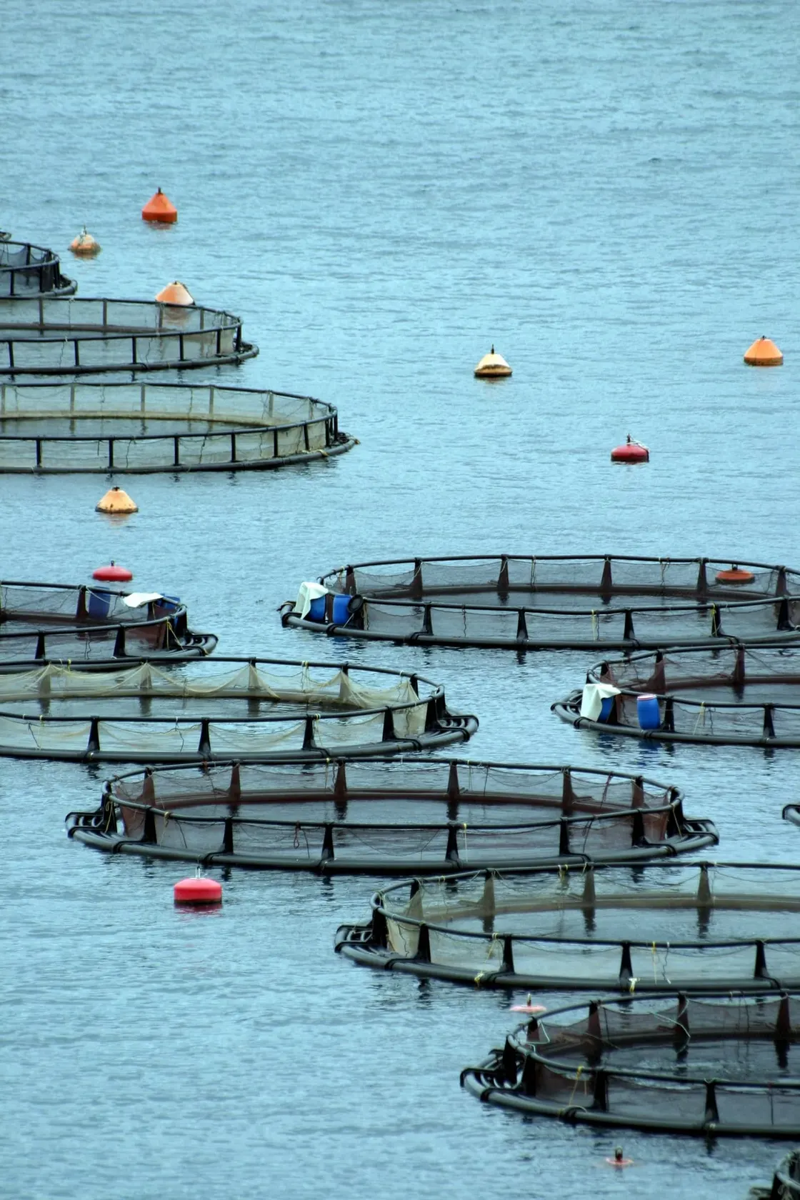 Sea-pen net cages where water quality is monitored in real time