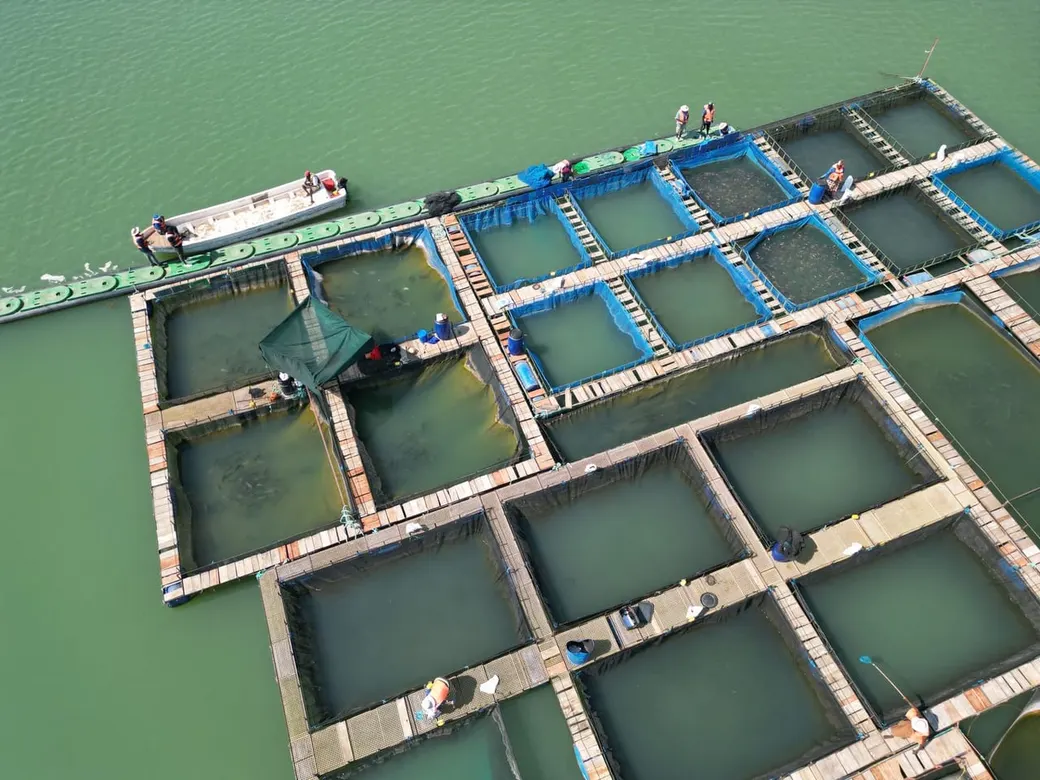 Aerial view of an offshore net-pen fish farm