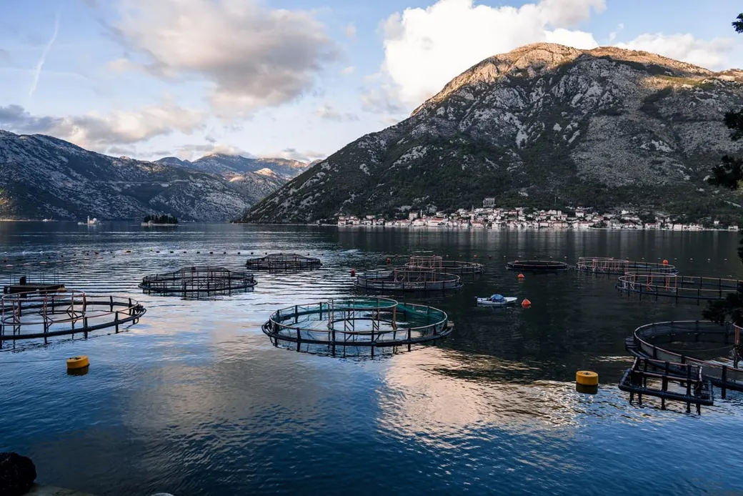 Salmon sea-pen farm in a coastal fjord