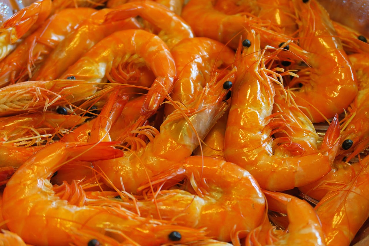 Freshly harvested whiteleg shrimp