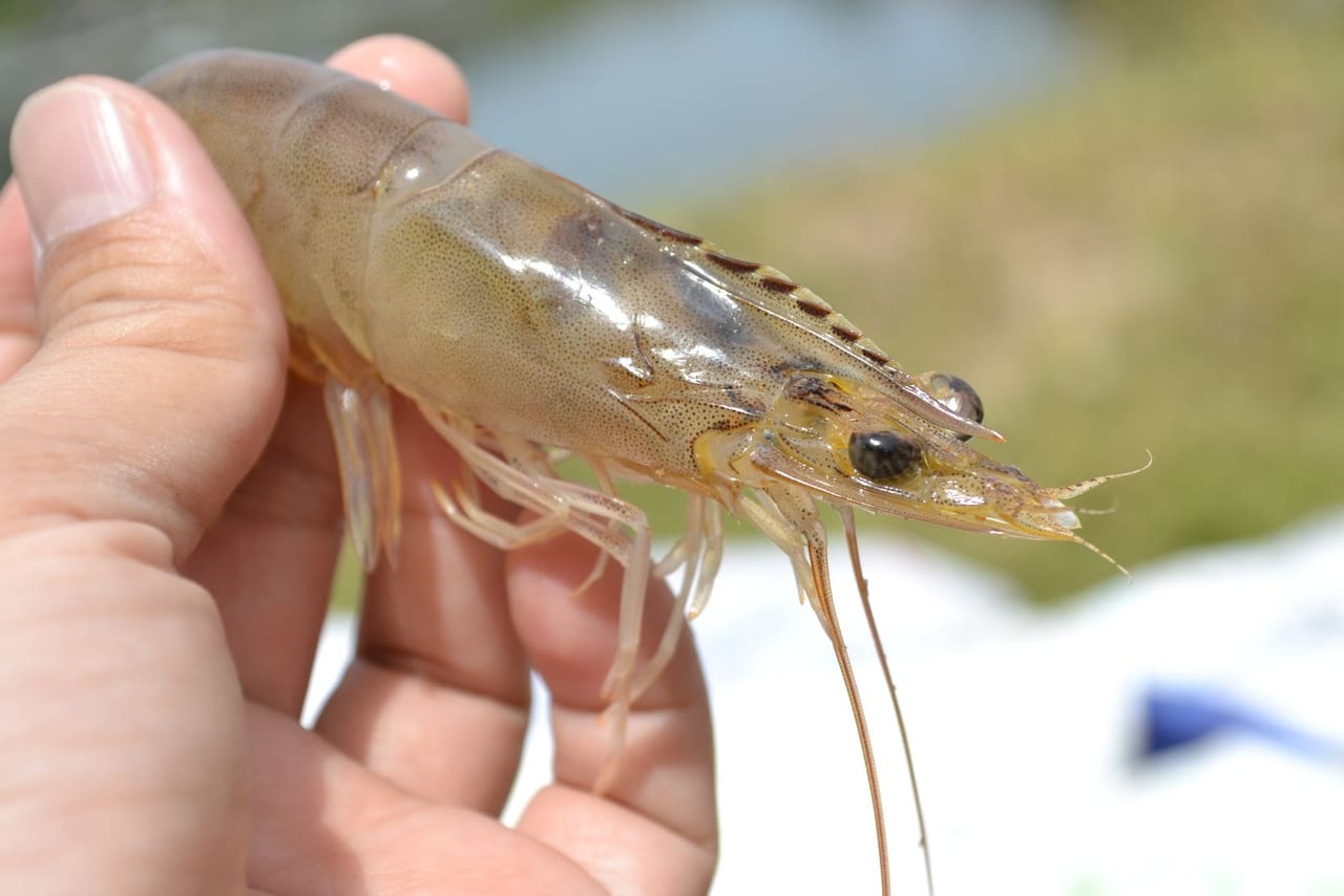 Shrimp — closeup