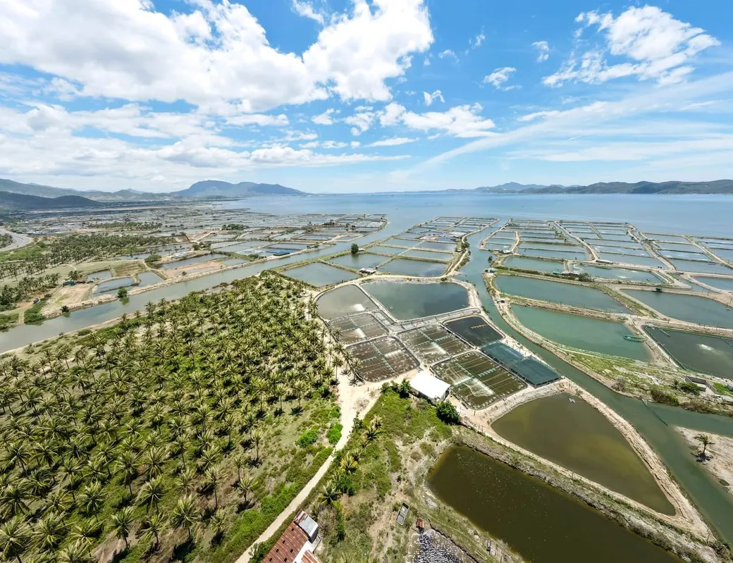Aerial view of a coastal shrimp farm