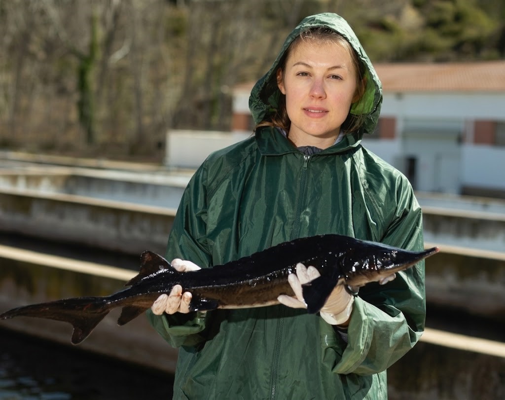 A farm worker holding a live sturgeon at a land-based facility