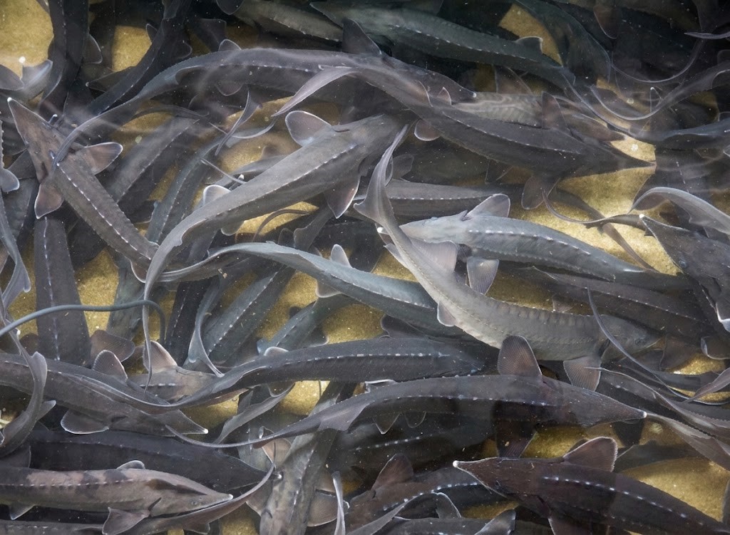 Dense stock of sturgeon in a recirculating grow-out tank