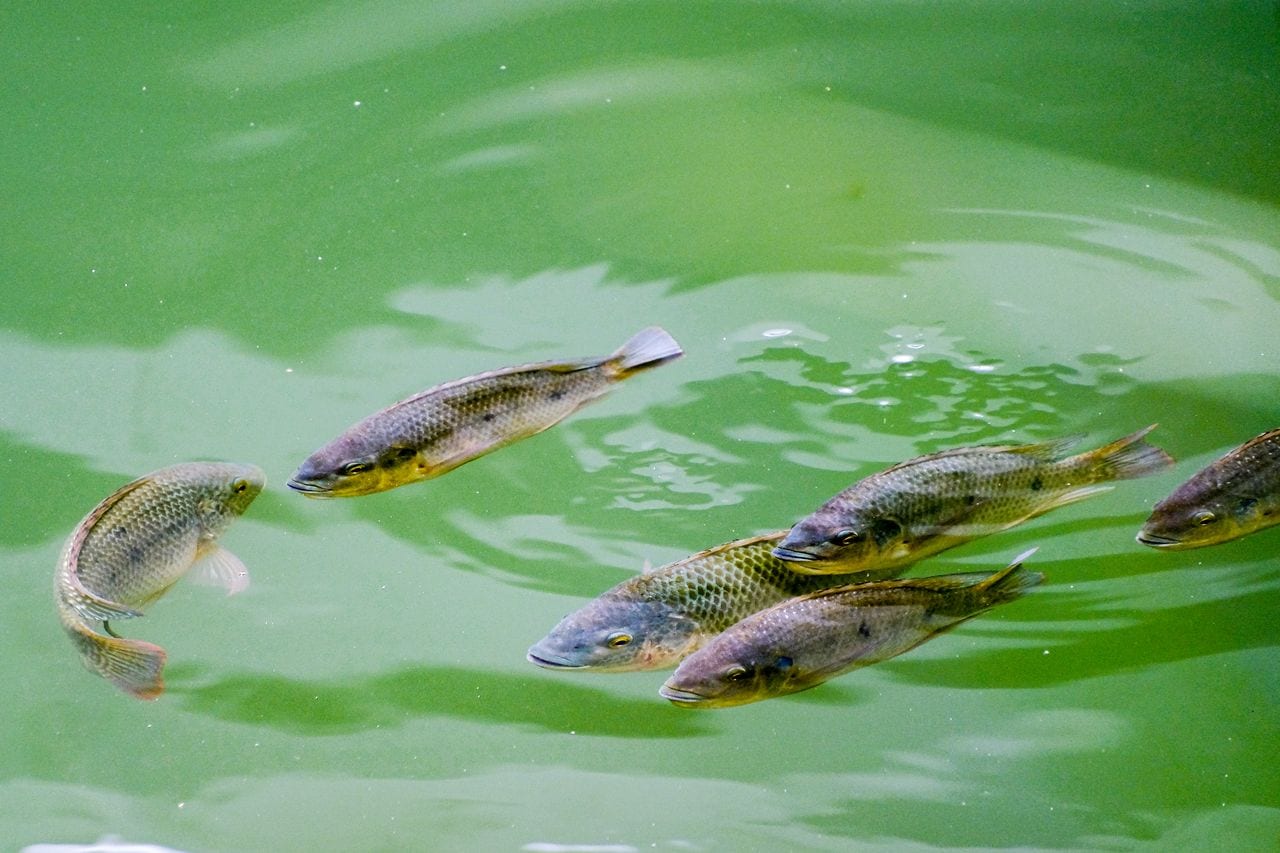 Tilapia swimming in a farm pond