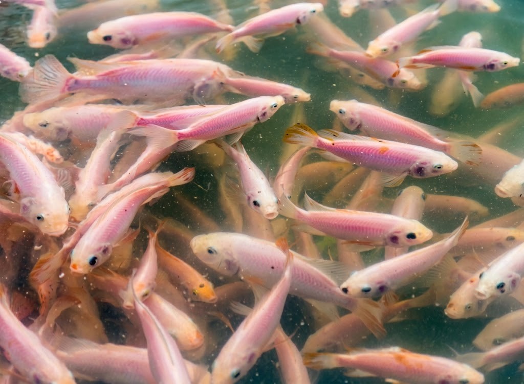 Tilapia fingerlings crowded near the water surface