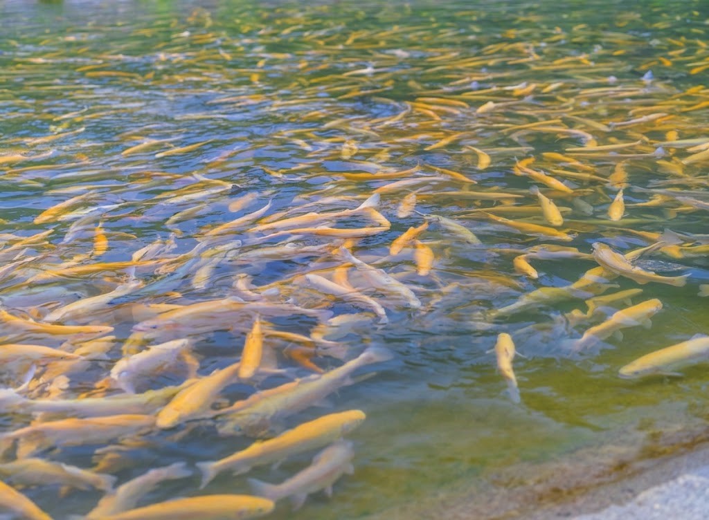 Fish feeding at the surface of a farm pond