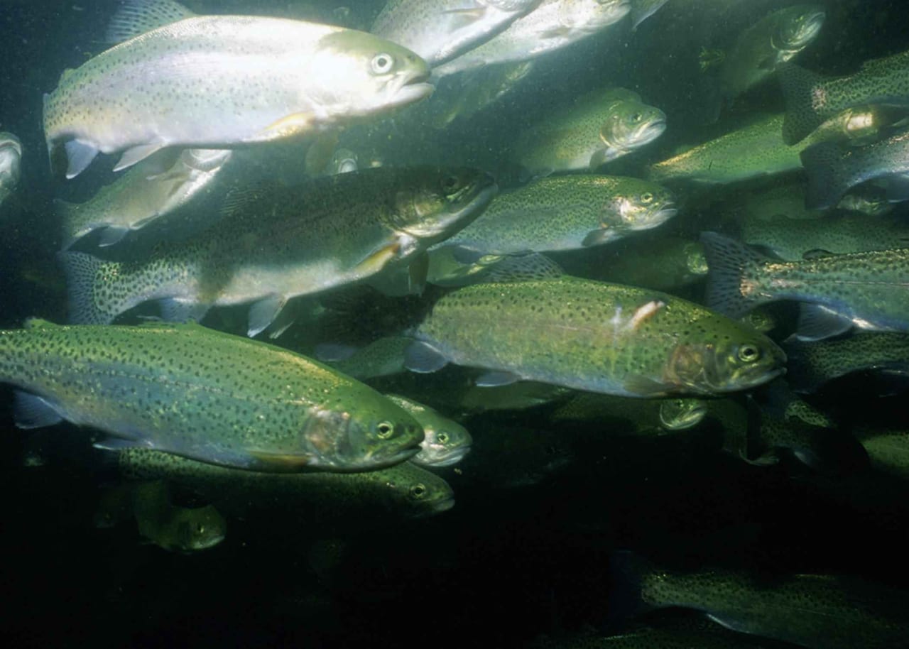 Trout — closeup