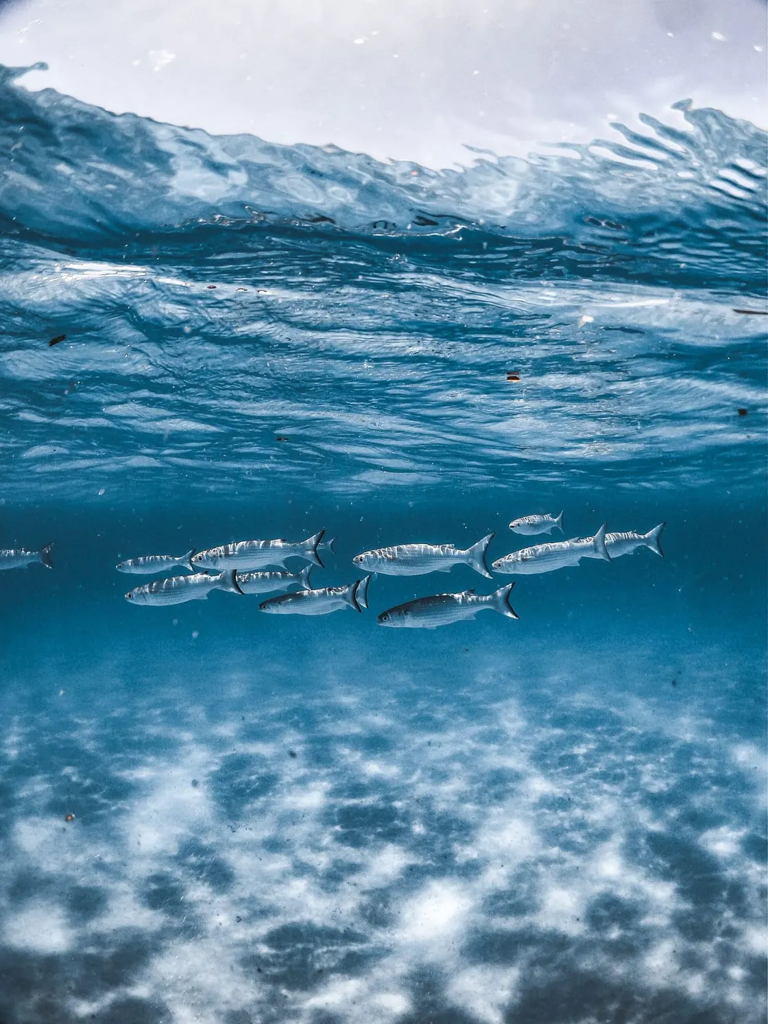 A school of fish measured non-invasively underwater